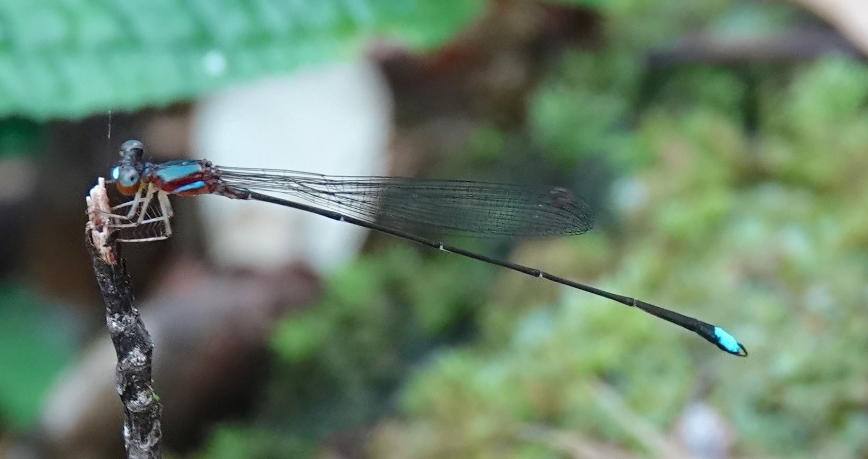 Mojca’s Shadowdamsel