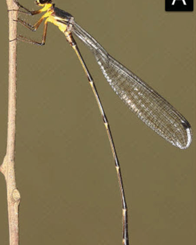 Rupasinghe’s Shadowdamsel