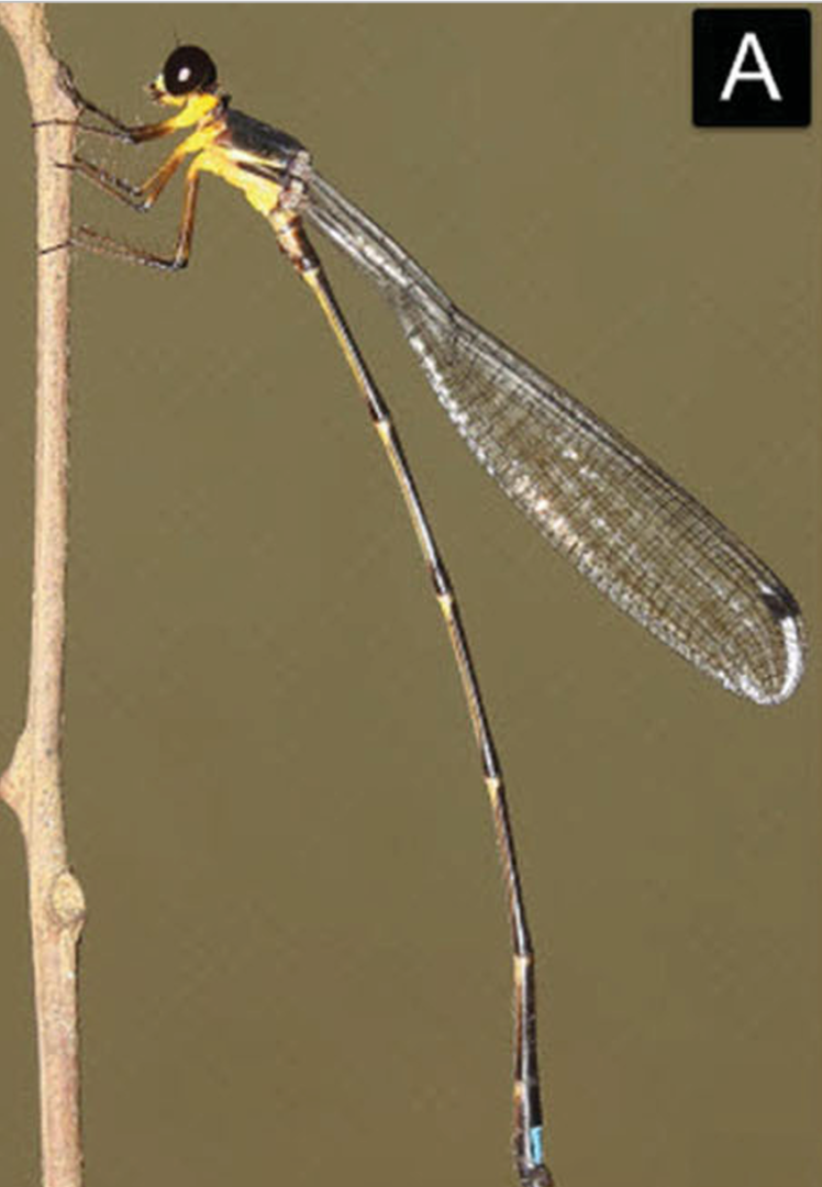 Rupasinghe’s Shadowdamsel