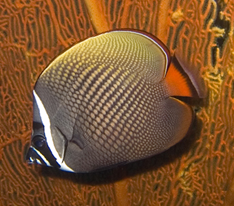 Red-Tailed Butterflyfish
