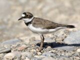Little Ringed Plover