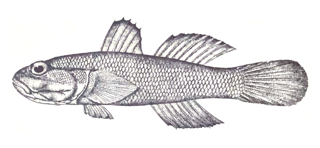 Whitespotted Frillgoby