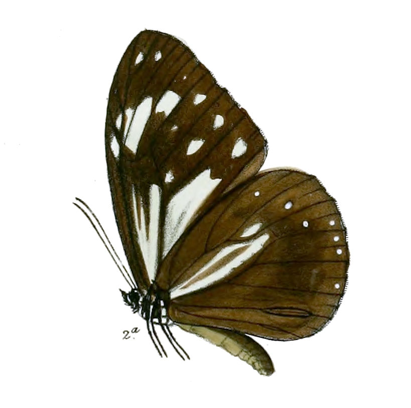 Ceylon Tiger
