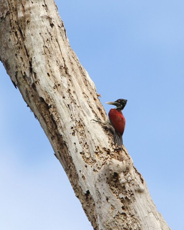 රත්පිට මහ-කෑරලා