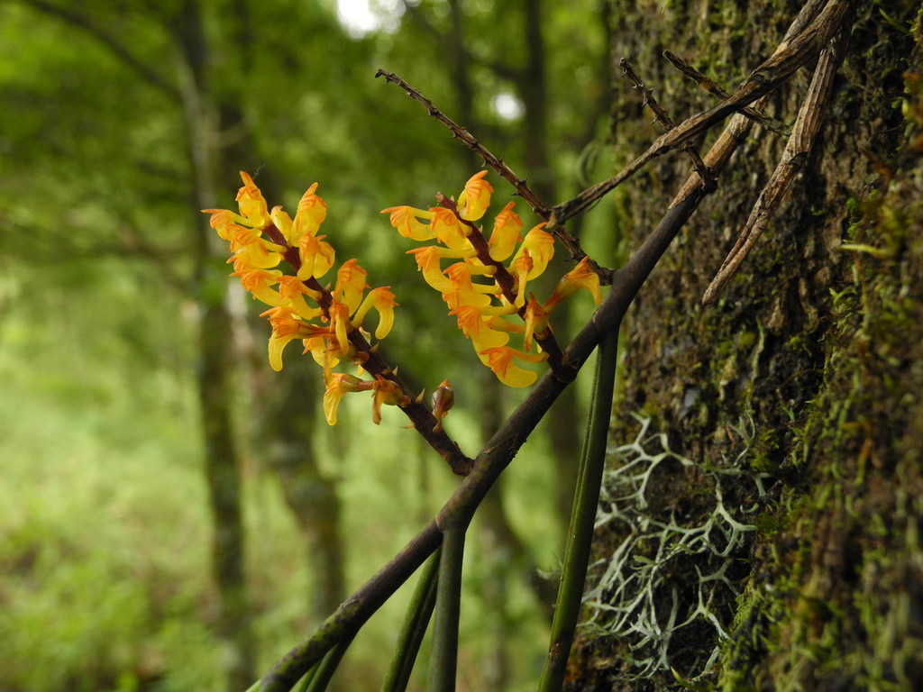 Cleisostomopsis filiformis