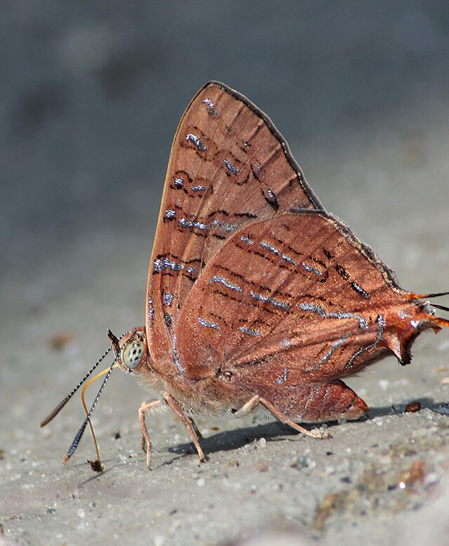 Scarce Shot Silverline