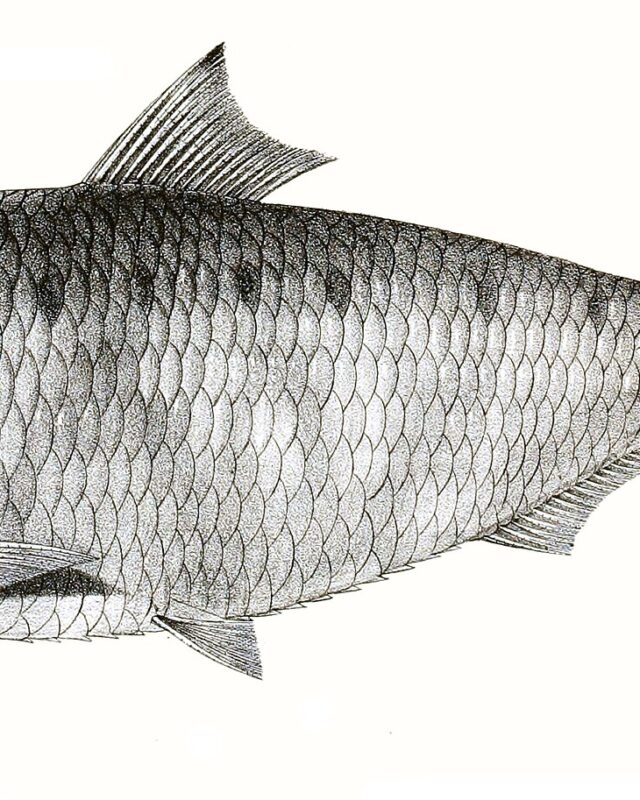 Hilsa