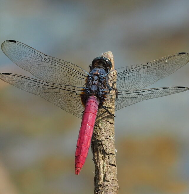 Common Red Skimmer