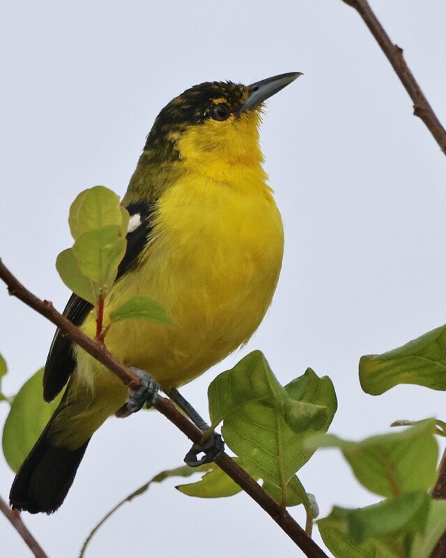 Common Iora