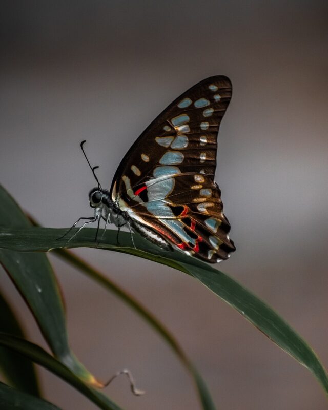 Common Jay