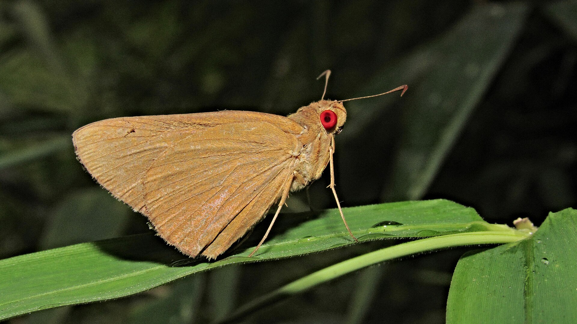 Common Redeye