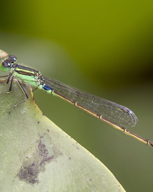 Common Bluetail
