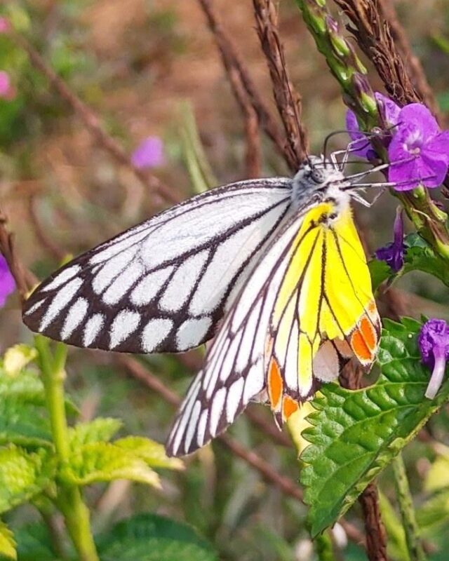 Common Jezebel