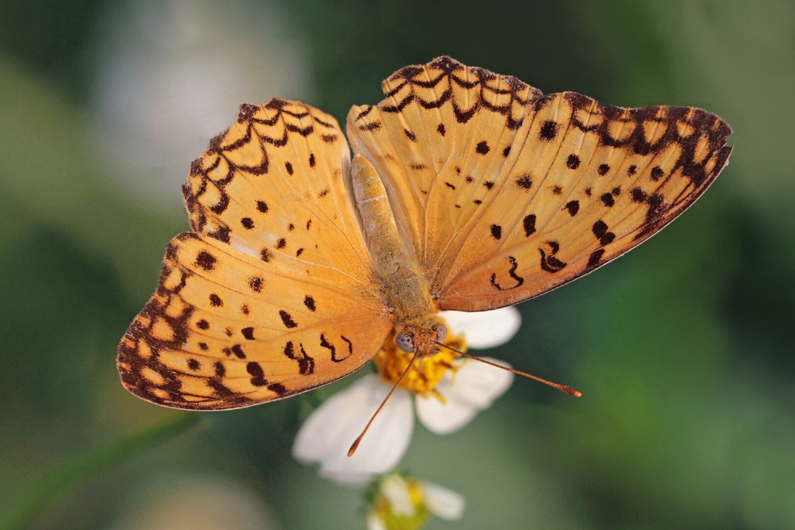 Common Leopard