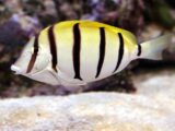 Convict Surgeonfish