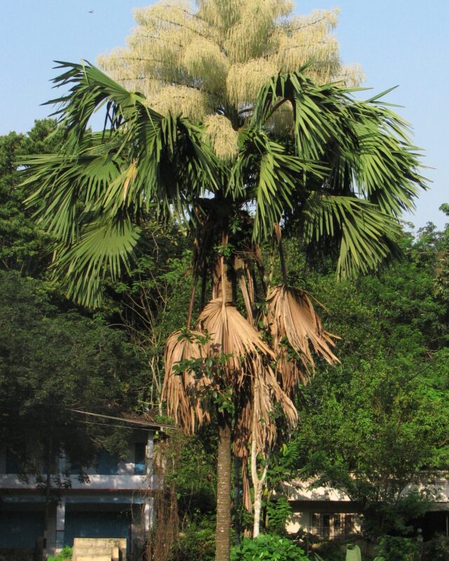 Talipot Palm