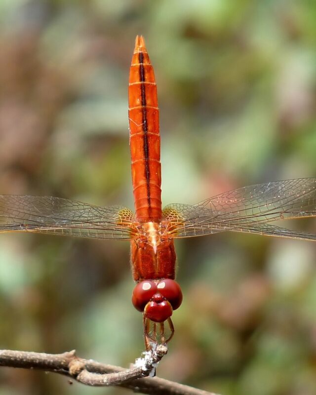 Scarlet Skimmer