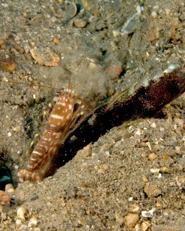 Target Shrimpgoby
