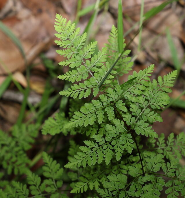 Curly Fern