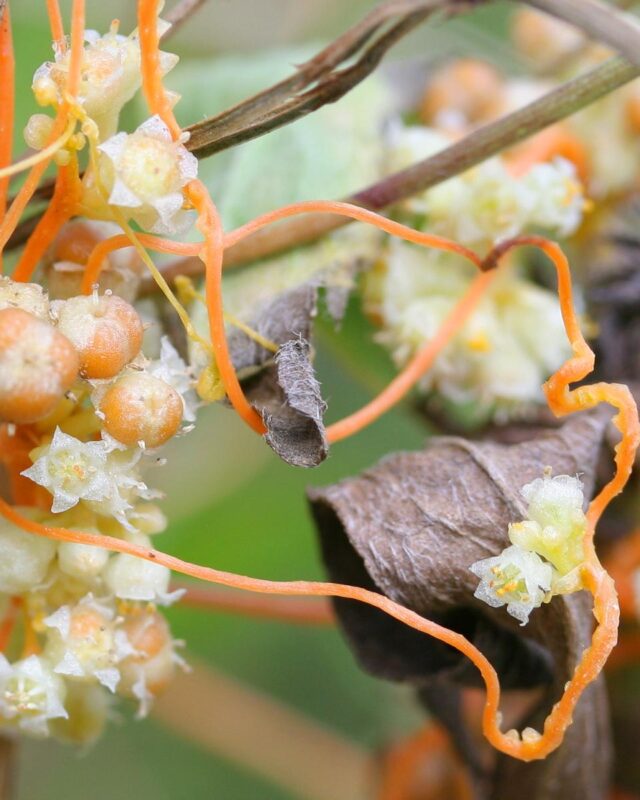 Field Dodder