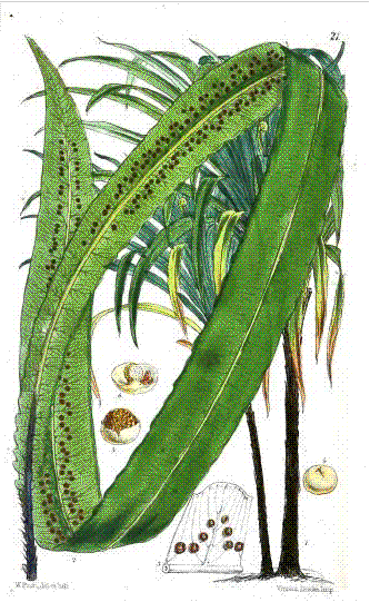 Alsophila sinuata