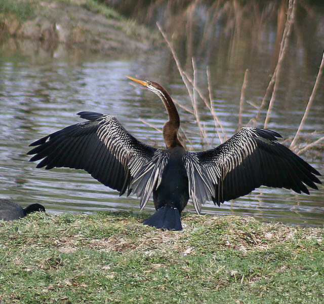 Oriental Darter
