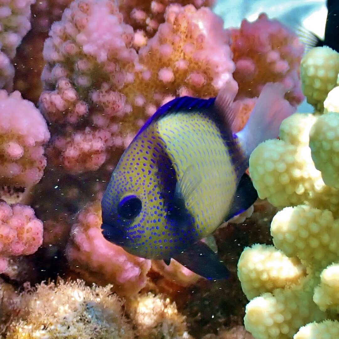 Indian Dascyllus