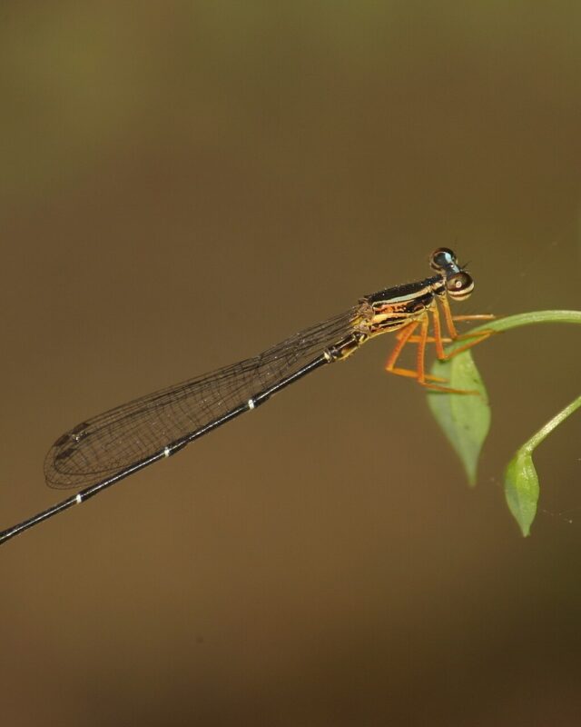Blue Bush Dart