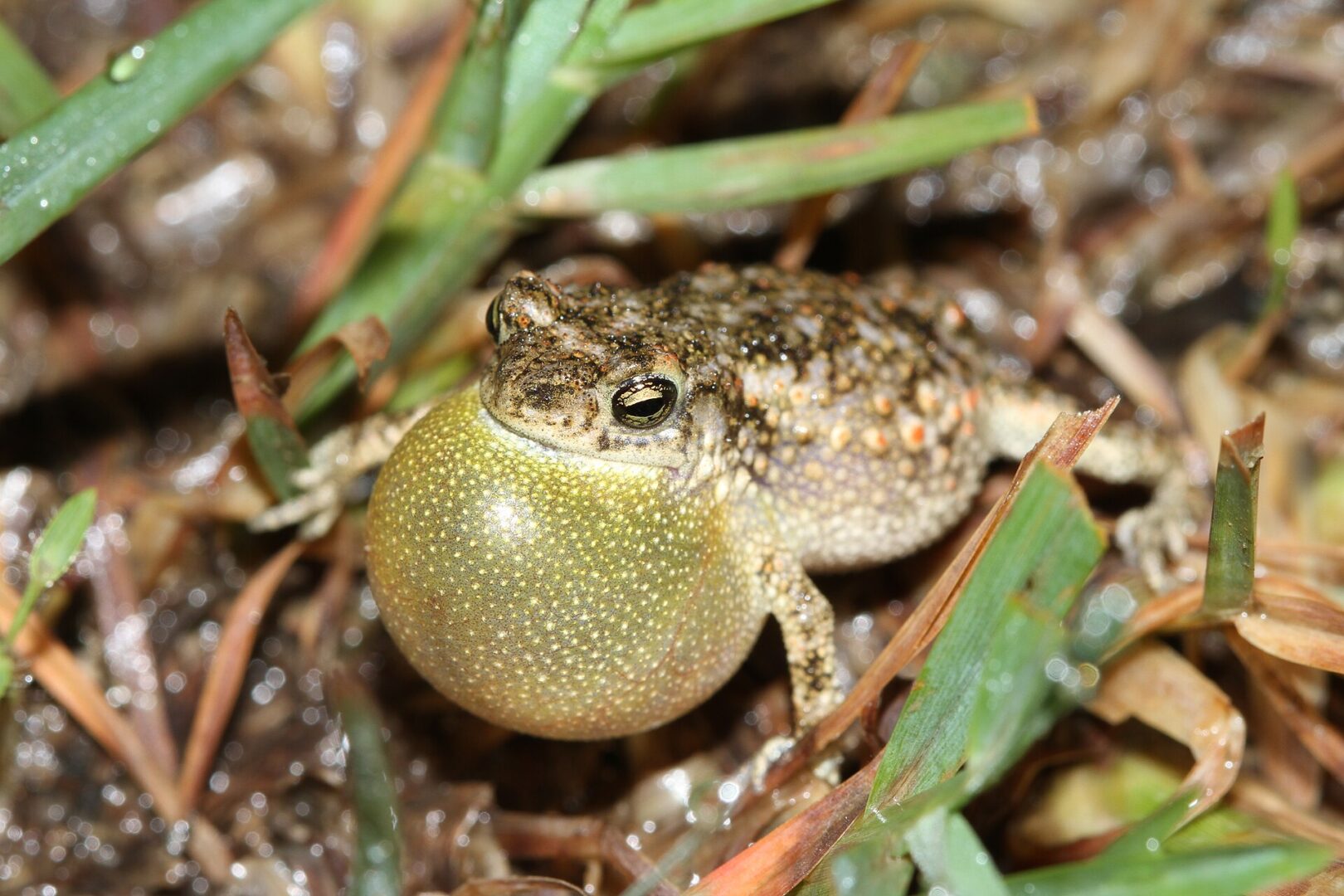 Schneider’s Toad