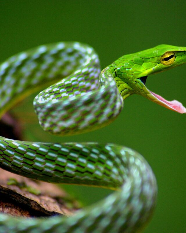 ඇහැටුල්ලා