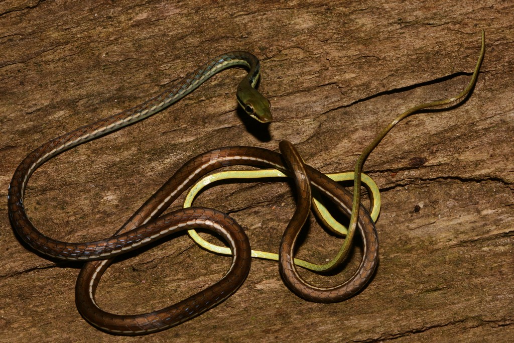 පදුරු හාල්දණ්ඩා