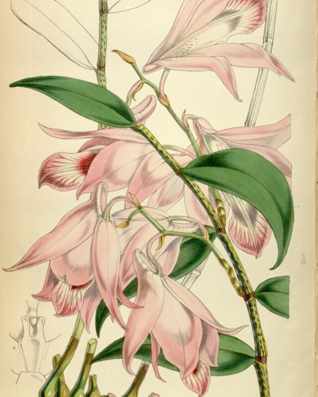 වෙසක් මල