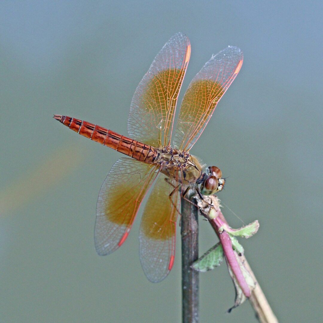 Ditch Jewel
