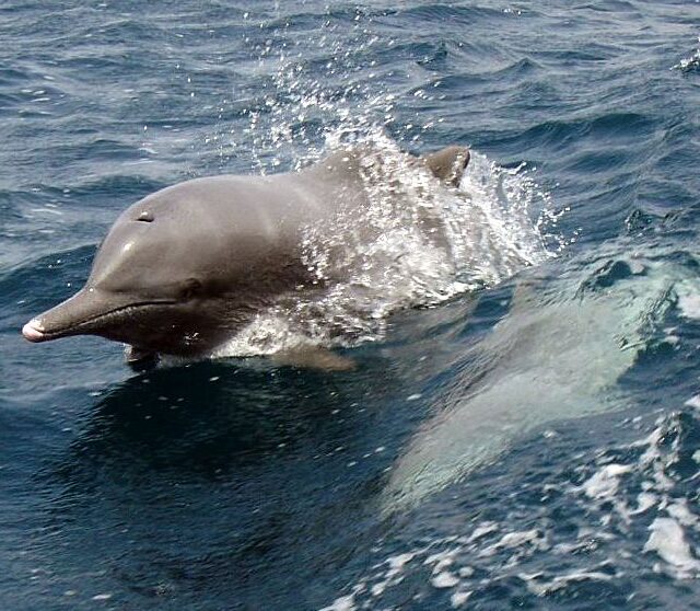Indian Humpback Dolphin