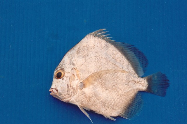Banded Sicklefish