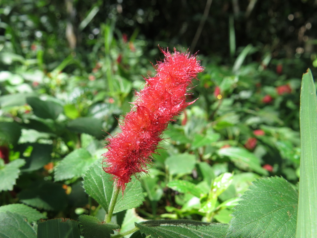 Dwarf Chenille Plant