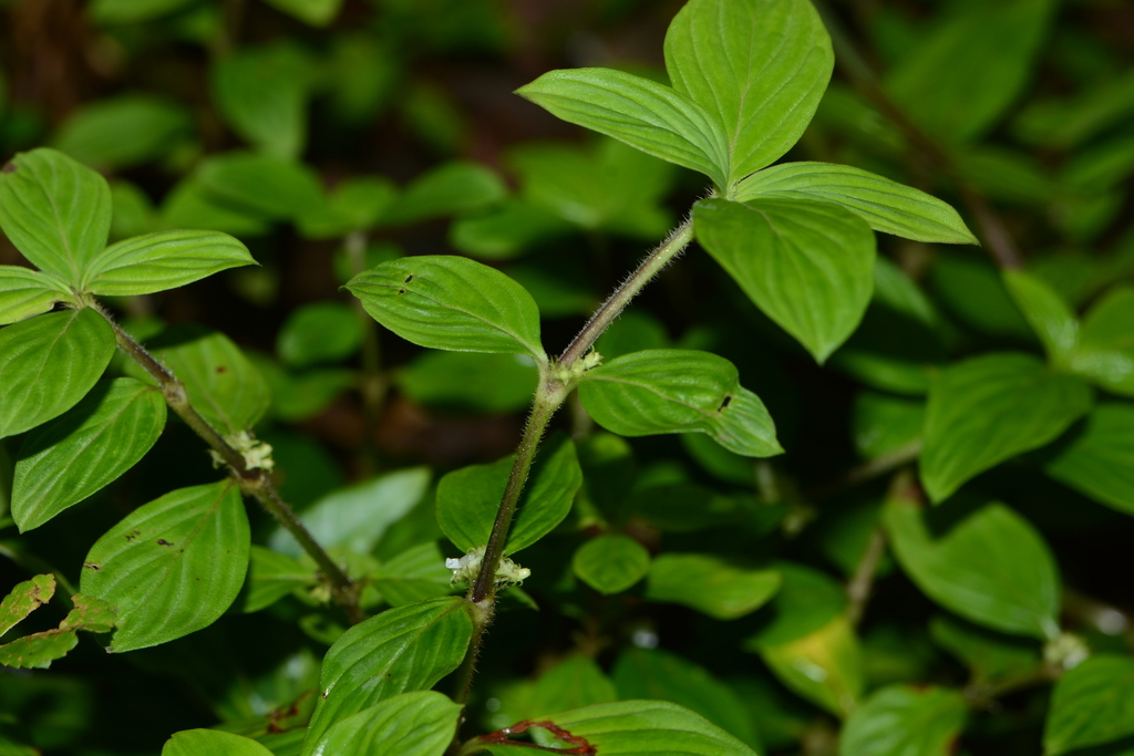 Eared Starviolet