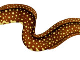 New Guinea Moray
