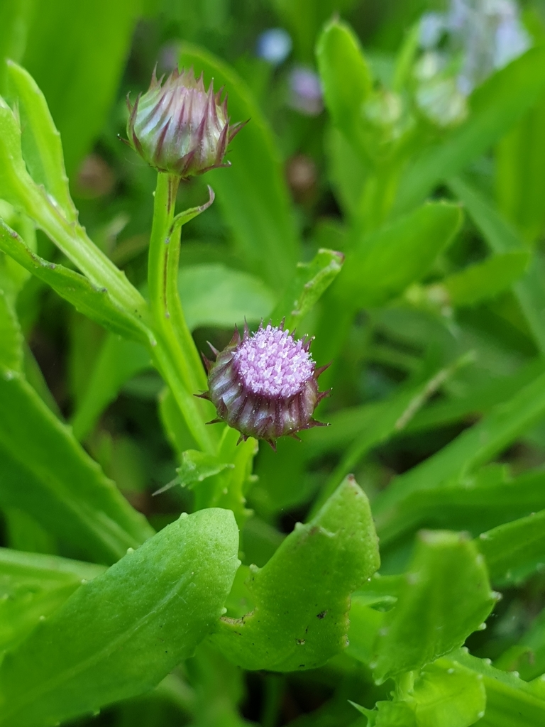 Epaltes divaricata