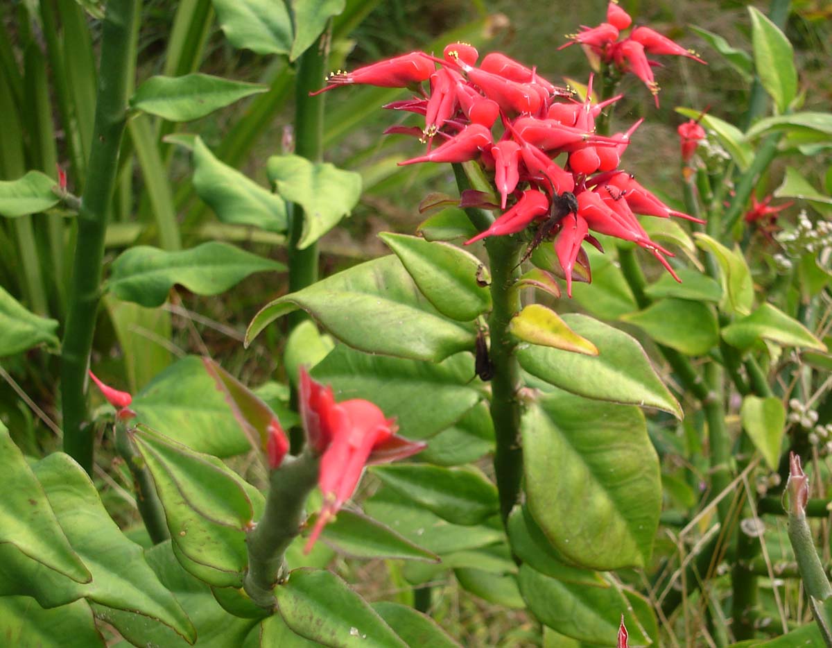 Devil’s Backbone