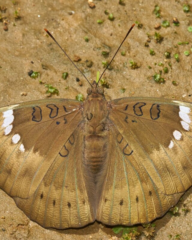 Common Baron