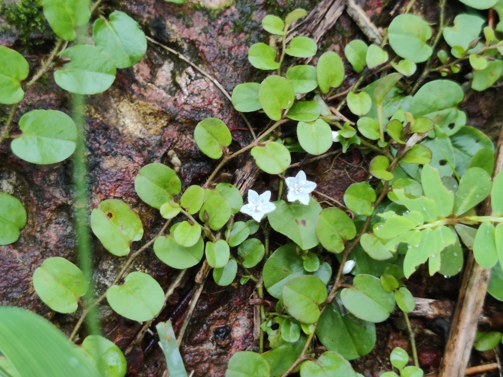 Dwarf Morning Glory