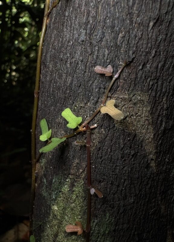 Ficus diversiformis
