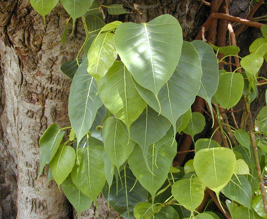 அரசமரம்