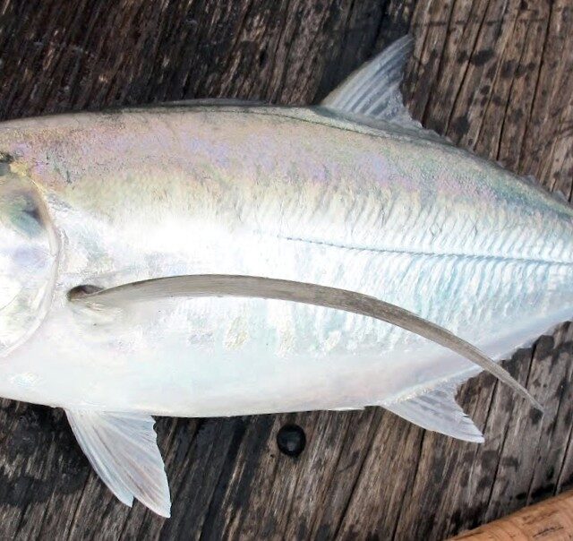 Torpedo Scad