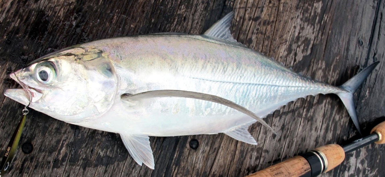 Torpedo Scad