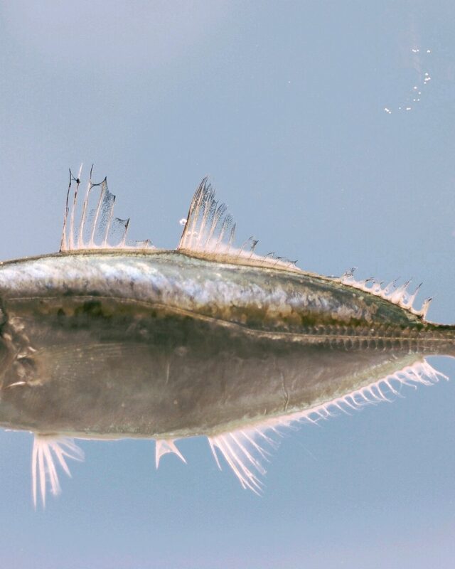 Bigeye Scad