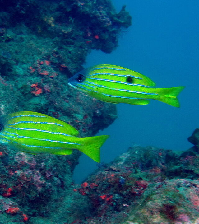 Fiveline Snapper