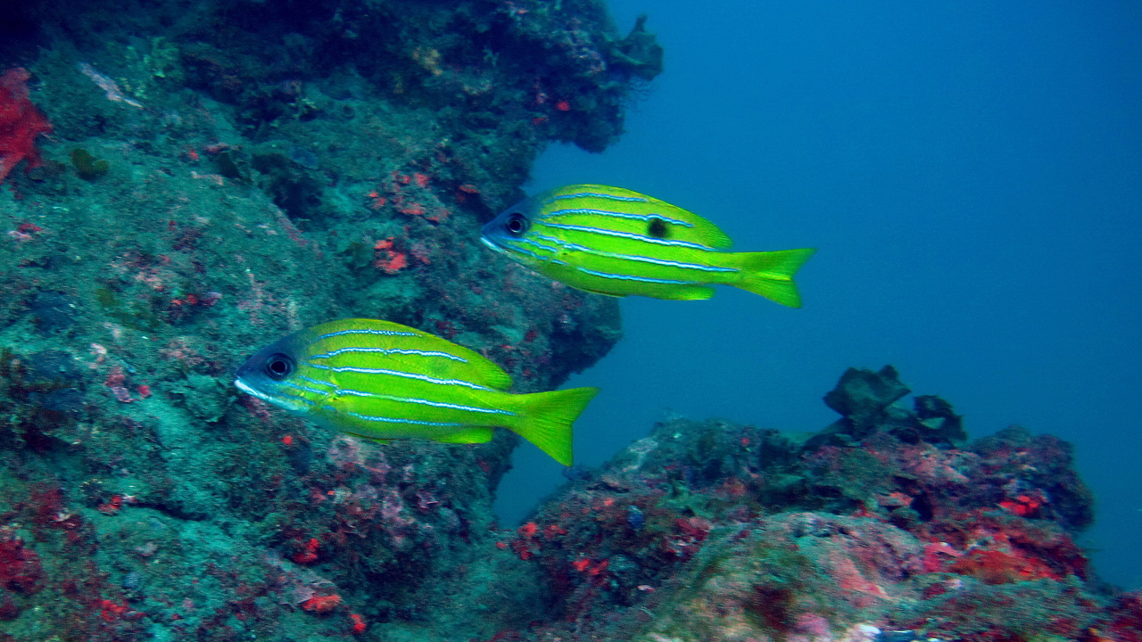 Fiveline Snapper