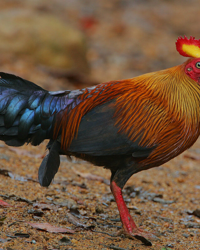 වලිකුකුළා